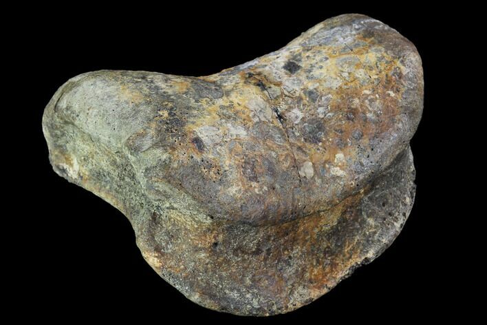 Hadrosaur Foot Bone - Alberta (Disposition #-) #100535
